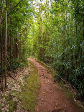 Puu Ohia yürüyüş yolu, Oahu, Hawaii, ABD bambu ormanının içinden geçiyor.