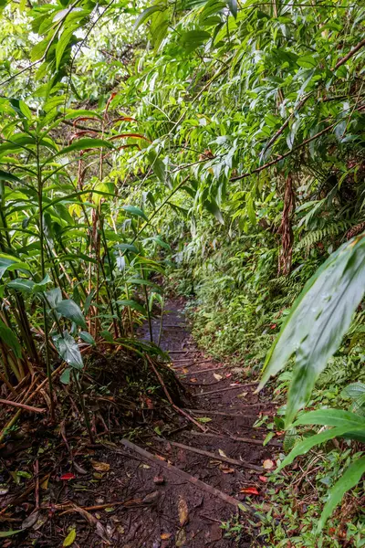 Puu Ohia yürüyüş yolu, Oahu, Hawaii, ABD yemyeşil bitki örtüsünde lider