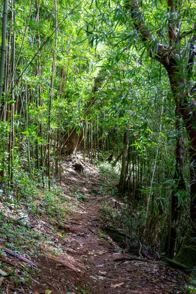 Puu Ohia yürüyüş yolu, Oahu, Hawaii, ABD bambu ormanının içinden geçiyor.