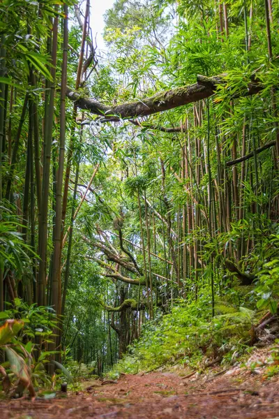 Puu Ohia yürüyüş yolunun alçak açılı görüntüsü, Oahu, Hawaii, ABD bambu ormanının içinden geçiyor.