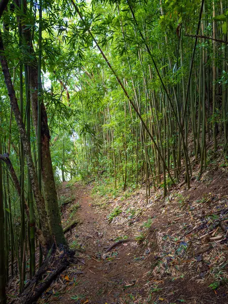 Puu Ohia yürüyüş yolu, Oahu, Hawaii, ABD bambu ormanının içinden geçiyor.