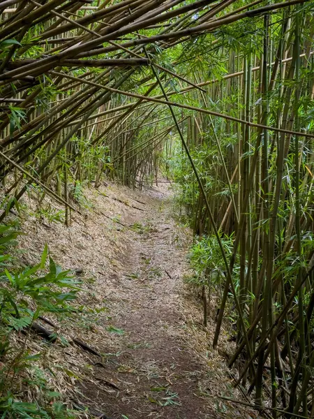 Puu Ohia yürüyüş yolu, Oahu, Hawaii, ABD bambu ormanının içinden geçiyor.