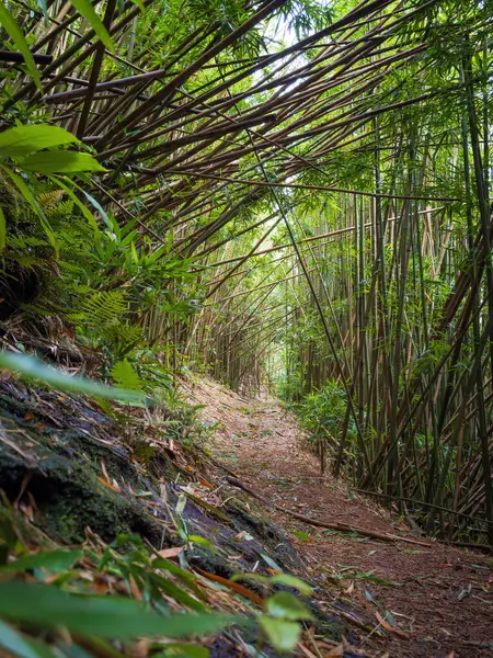 Puu Ohia yürüyüş yolu, Oahu, Hawaii, ABD bambu ormanının içinden geçiyor.