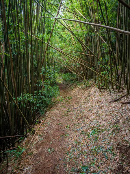 Puu Ohia yürüyüş yolu, Oahu, Hawaii, ABD bambu ormanının içinden geçiyor.