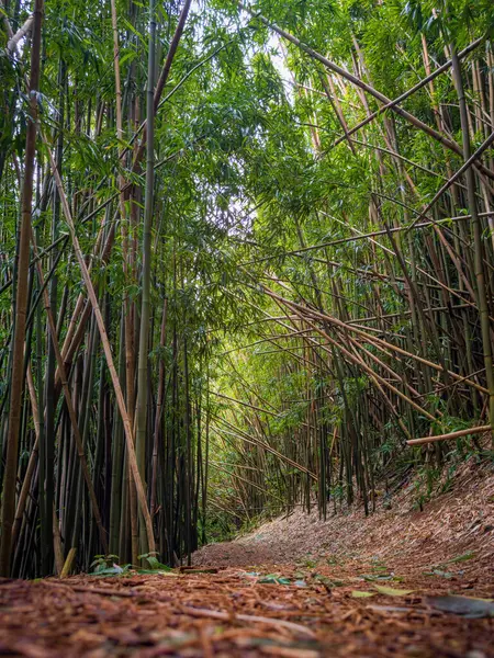 Puu Ohia yürüyüş yolunun alçak açılı görüntüsü, Oahu, Hawaii, ABD bambu ormanının içinden geçiyor.