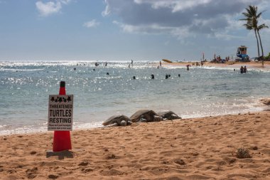 Hawaii 'nin başkenti Hawaii' deki Poipu Plajı 'nda deniz ve mavi gökyüzüne karşı uyarı levhasının arkasında üç güneşli yeşil deniz kaplumbağası.