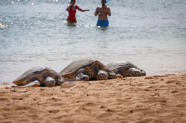 Hawaii, Hawaii, ABD 'deki Poipu Sahili' nde üç güneşli yeşil deniz kaplumbağası.