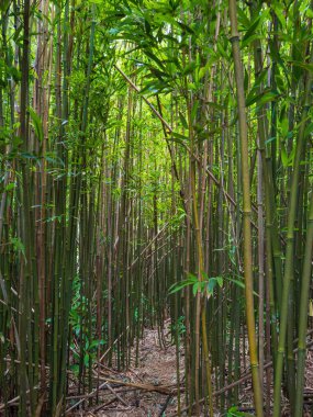 Puu Ohia yürüyüş yolu, Oahu, Hawaii, ABD bambu ormanının içinden geçiyor.