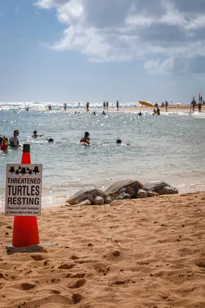 Hawaii 'nin başkenti Hawaii' deki Poipu Plajı 'nda deniz ve mavi gökyüzüne karşı uyarı levhasının arkasında üç güneşli yeşil deniz kaplumbağası.