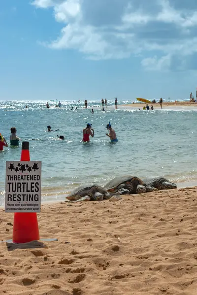 Hawaii 'nin başkenti Hawaii' deki Poipu Plajı 'nda deniz ve mavi gökyüzüne karşı uyarı levhasının arkasında üç güneşli yeşil deniz kaplumbağası.