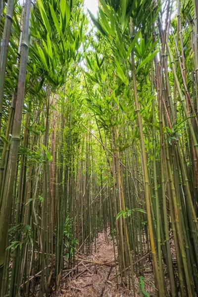 Puu Ohia yürüyüş yolu, Oahu, Hawaii, ABD bambu ormanının içinden geçiyor.