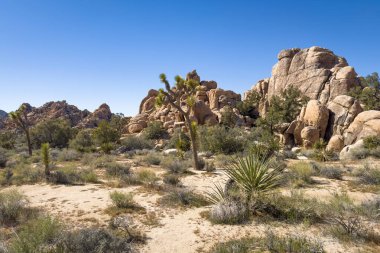 Hidden Valley Trail 'deki Yucca Palmiye ağaçları, Joshua Tree Ulusal Parkı, Kaliforniya, ABD