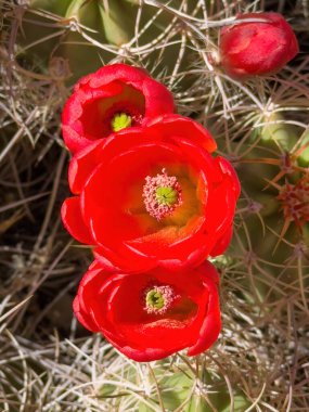 Kingcap Kaktüsü 'nün (Echinocereus triglochidiatus) Kaliforniya' daki Joshua Tree Ulusal Parkı 'nda kırmızı bir çiçek açması.