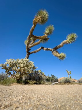 Teddybear cholla cactus (Cylindropuntia bigelovii) ve Yucca Palm (Yucca brevifolia) 'nın düşük açılı görüntüsü, Joshua Tree Ulusal Parkı, Kaliforniya, ABD' de mavi gökyüzüne karşı