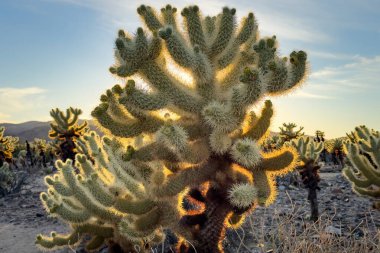 Cholla Kaktüsü güneş ve mavi gökyüzüne karşı parlak dikenlerle günbatımında Kaliforniya, Joshua Tree Ulusal Parkı 'nda