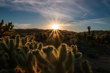 Cholla Kaktüs Bahçesi 'nde gün batımının manzarası, Joshua Tree Ulusal Parkı, Kaliforniya, ABD. Çölde güneş ve mavi gökyüzüne karşı parlak ayıcık cholla dikenleri.