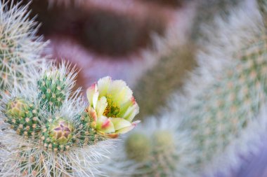 Cholla Kaktüs Bahçesi, Joshua Tree Ulusal Parkı, Kaliforniya, ABD 'de keskin beyaz dikenli kolla kaktüsü ve yeşil-sarı bir çiçeğe yakın plan.