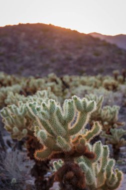 Gün batımında Kaliforniya Joshua Tree Ulusal Parkı 'nda Cholla Kaktüsü