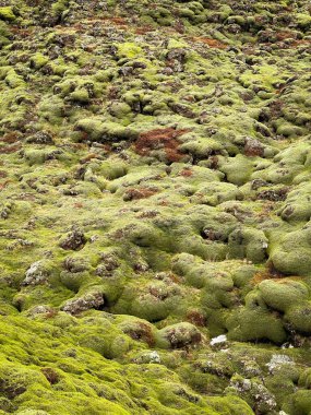 Yumuşak yeşil yosunların altındaki volkanik kayalar İzlanda 'daki gerçeküstü Eldhraun lav alanını şekillendirir.