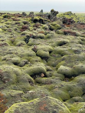 Yumuşak yeşil yosunların altındaki volkanik kayaların manzarası İzlanda 'da sisli gökyüzünün altında gerçeküstü Eldhraun lav tarlasını şekillendirir.