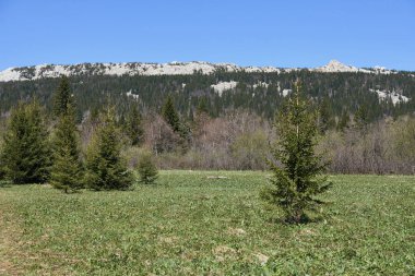 Yeşil çayır, uzun tepeler ve uzak kayalık dağlar. Ulusal park, Ural bölgesi, Rusya