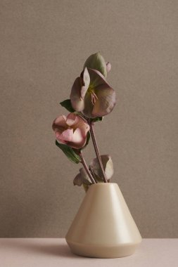 Sıcak taş duvar zeminine karşı vazoda güzel çiçek dalıyla çağdaş minimalist yaşam kompozisyonu, boşluğu kopyala