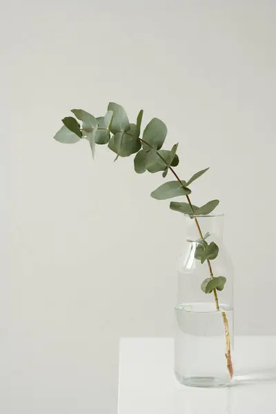 Conceptual minimalistic still life composition of plant branch in glass vase against white background, copy space