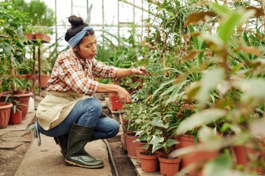 Önlük ve lastik çizme giyen genç bir kadın serada çalışıyor bahçe makası kullanarak bitki kesiyor.