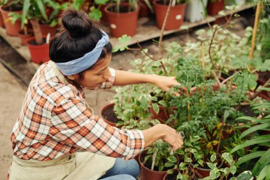 Serada çalışan bir kadının bahçe makası kullanarak fazladan yaprak ve dal keserken yüksek açılı görüntüsü.