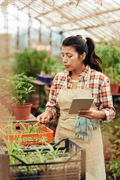 Vertical medium long shot of young female farm worker standing in greenhouse holding digital tablet touching plant leaf
