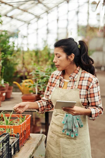 Vertical portrait of young adult Hispanic woman working in greenhouse holding digital tablet checking health of plants