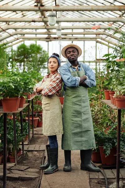 Vertical full length portrait of confident Black man and Hispanic woman standing with arms crossed in modern greenhouse