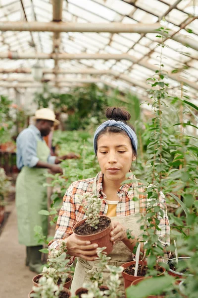 Vertical shot of young Hispanic woman working in modern greenhouse holding pot with plant checking its health