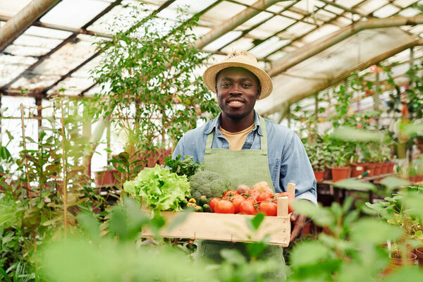 Портрет веселого молодого афроамериканца, работающего на ферме, стоящего в оранжерее с деревянной коробкой овощей