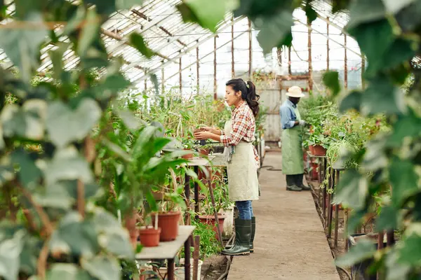 Horizontal long shot of young man and woman working in glasshouse growing various plants, controlling their health and quality