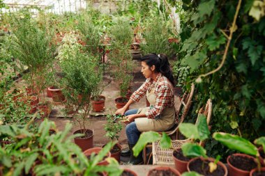 Profesyonel bahçıvan önlüklü, turuncu koltukta oturan bahçe makası kullanarak bitkileri şekillendiren.