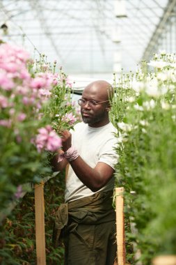 Cam serada bahçıvan olarak çalışırken, uzun pembe çiçeklerle ilgilenen yetişkin bir siyahın dikey portresi.