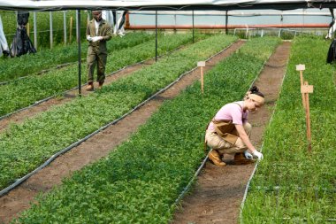 Beyaz bir kadının kadın bahçıvan olarak çalıştığı ve endüstriyel cam serada bitkilerle ilgilendiği geniş açılı bir görüntü.