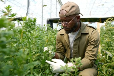 Genç Afrikalı Amerikalı bir adamın portresi. Cam bahçedeki yeşil bitkileri inceliyor. Kopya alanı.