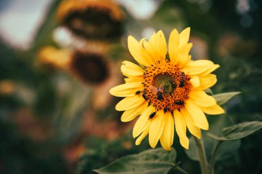 Arıların ayçiçeklerini polenlemesine yakın çekim