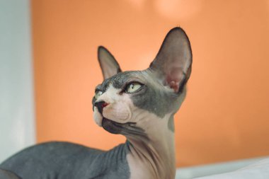 Sphynx kedisinin portresi. Evcil kedi.