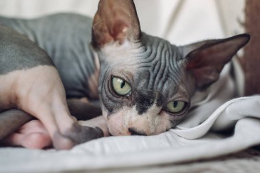 Sfenks yavru kedisi kameraya bakıyor.