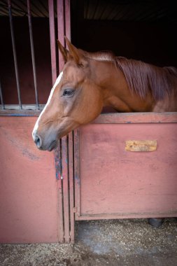 Ahırında dinlenen kahverengi at portresi