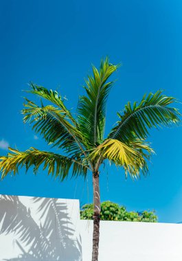 Palm tropikal yansıma tesisi plajı