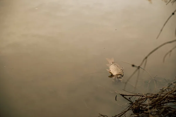 Ikan Mas Mati Mengambang Rawa Karena Polusi — Stok Foto