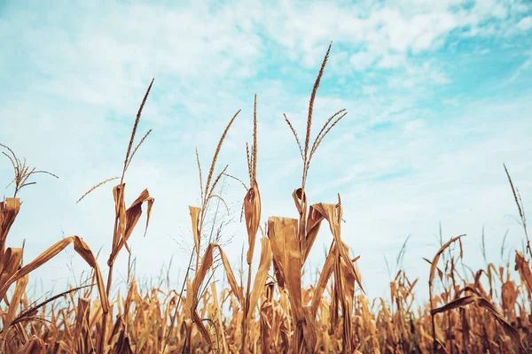 Крупный План Сухих Кукурузных Растений Фоне Облаков — стоковое фото
