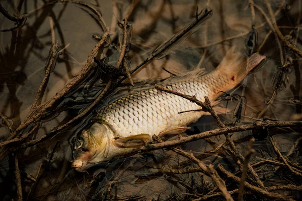 오염때문에 가에서 물고기 — 스톡 사진