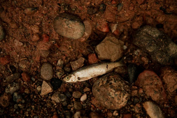 Tote Kleine Fische Schlamm Aufgrund Der Trockenheit — Stockfoto