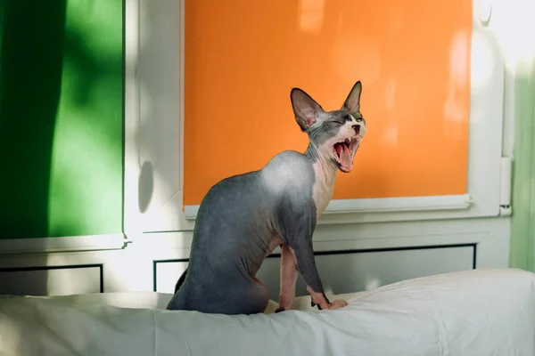 Μια Οικιακή Γάτα Ανοιχτό Στόμα — Φωτογραφία Αρχείου