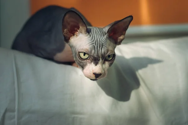 Alert Agresywny Kot Czystej Krwi Sphynx Przygotowany Ataku — Zdjęcie stockowe